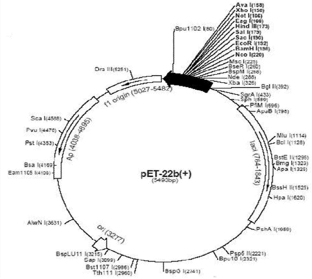 Method for efficiently expressing recombinant liraglutide