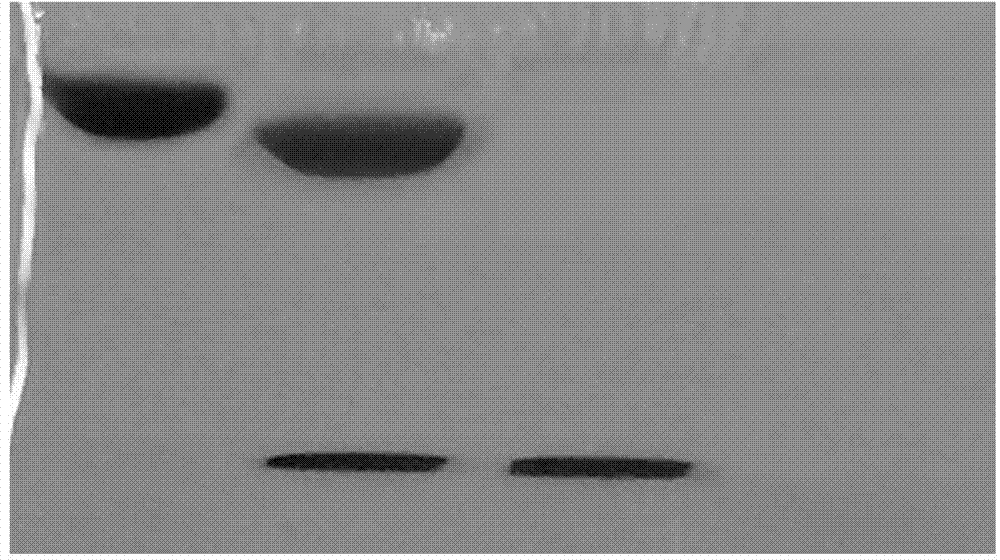 Method for efficiently expressing recombinant liraglutide