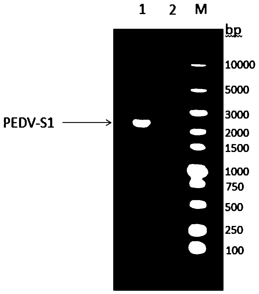 Genetic engineering subunit vaccine for porcine epidemic diarrhea viruses