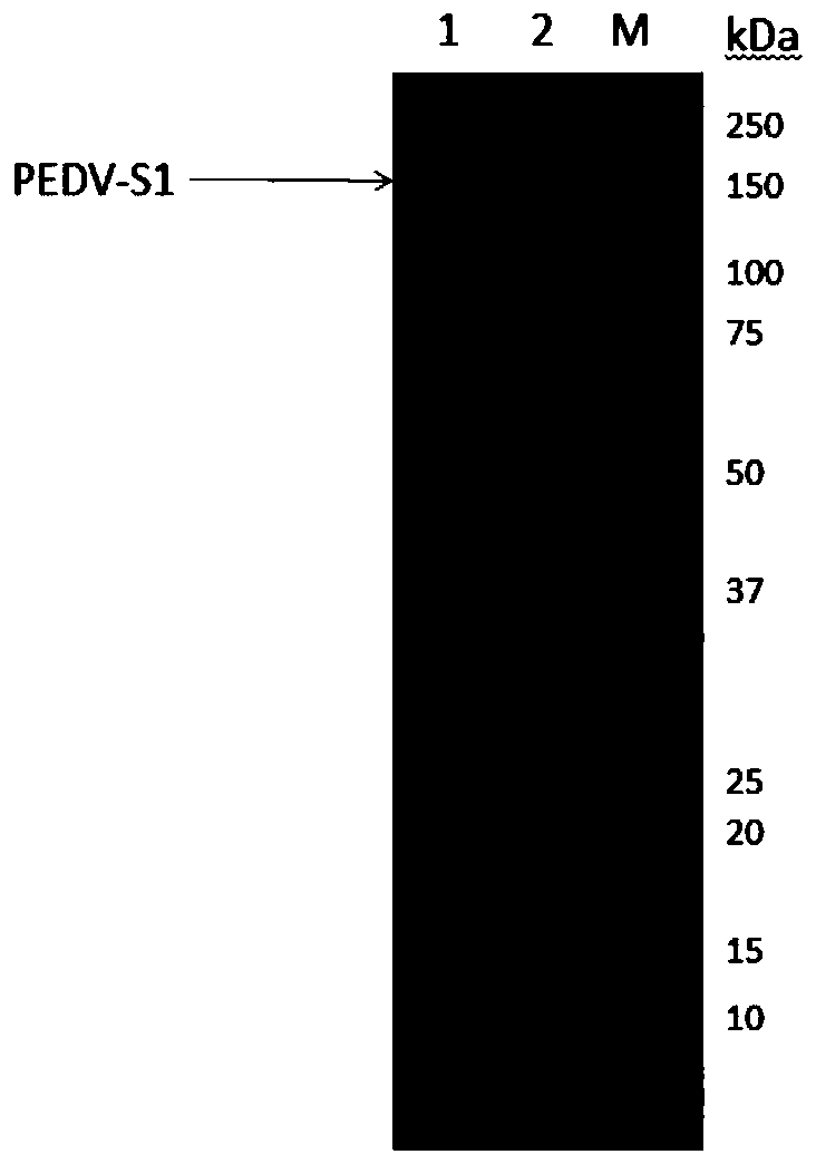 Genetic engineering subunit vaccine for porcine epidemic diarrhea viruses