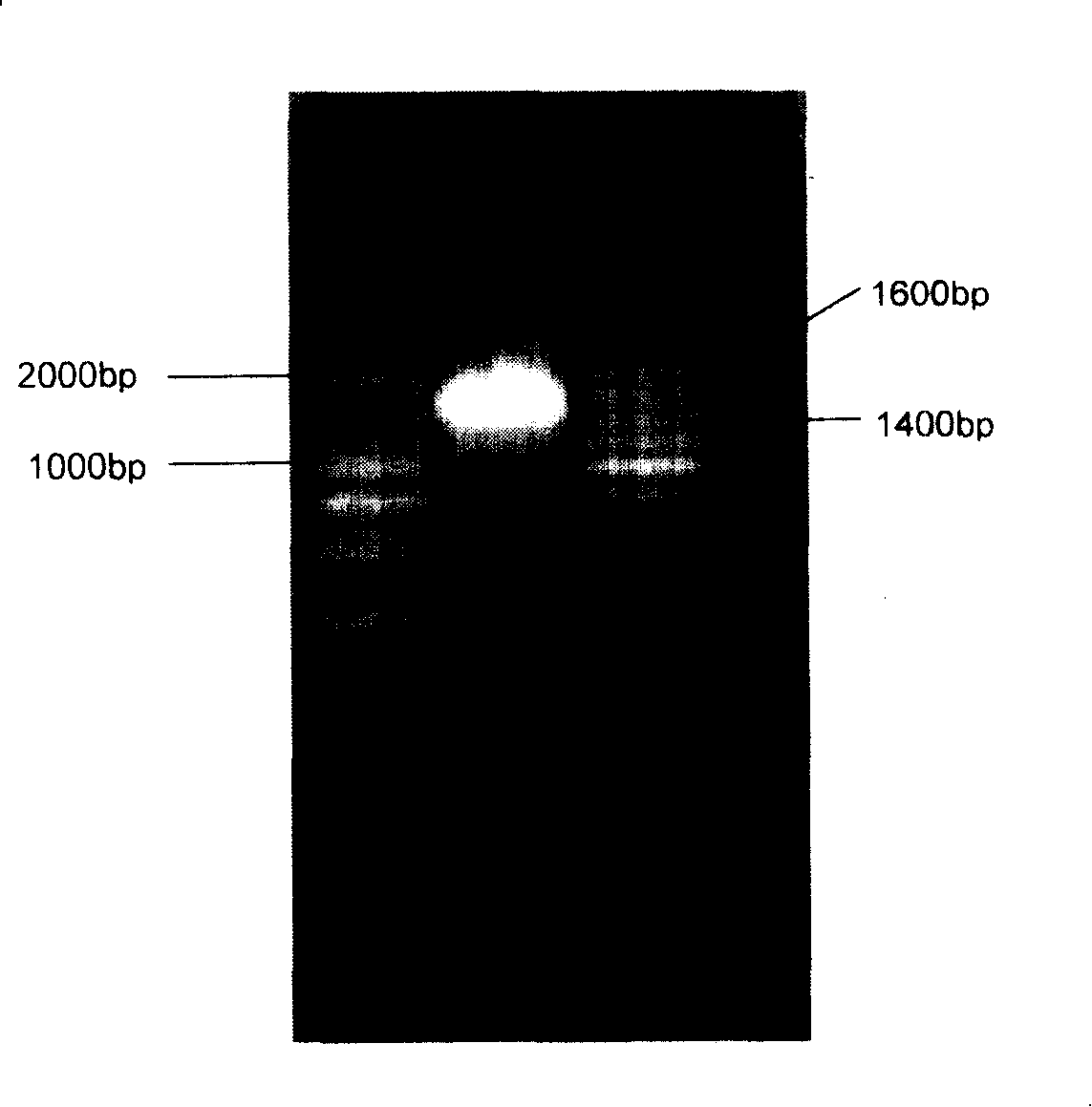 Novel acid-producing Klebsiella bacterium LF-1 and uses thereof