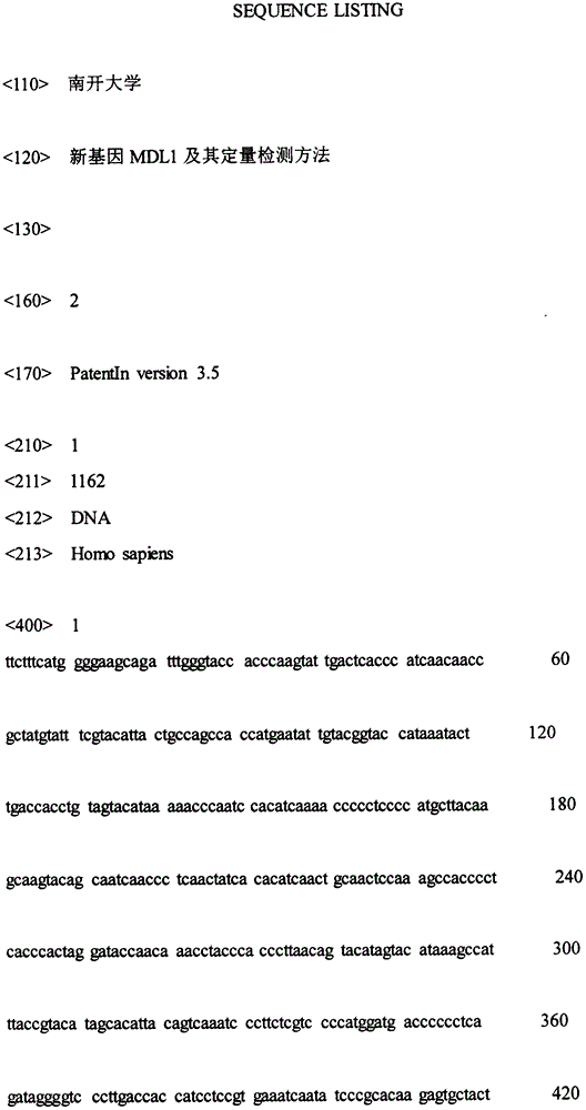 New gene MDL1, and quantitative detection method thereof