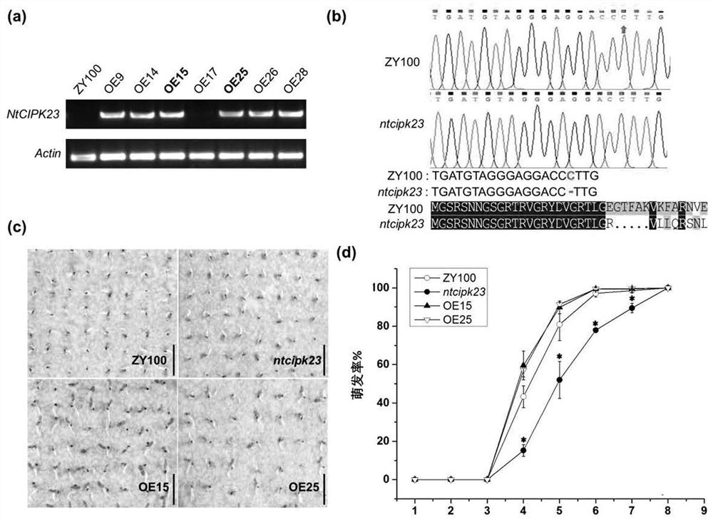 Genes regulating plant seed germination and seedling growth, their encoded proteins and their applications