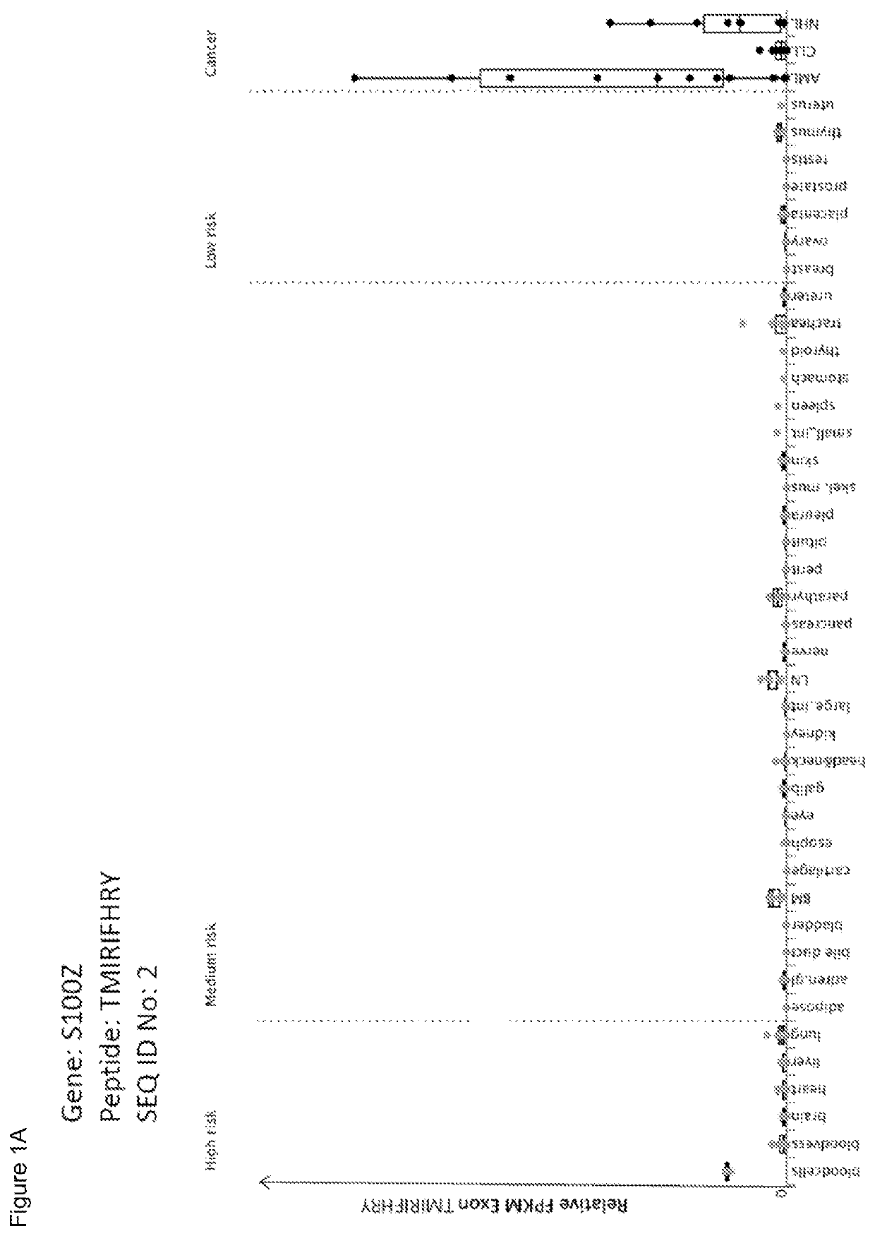 Peptides and combination of peptides for use in immunotherapy against leukemias and other cancers