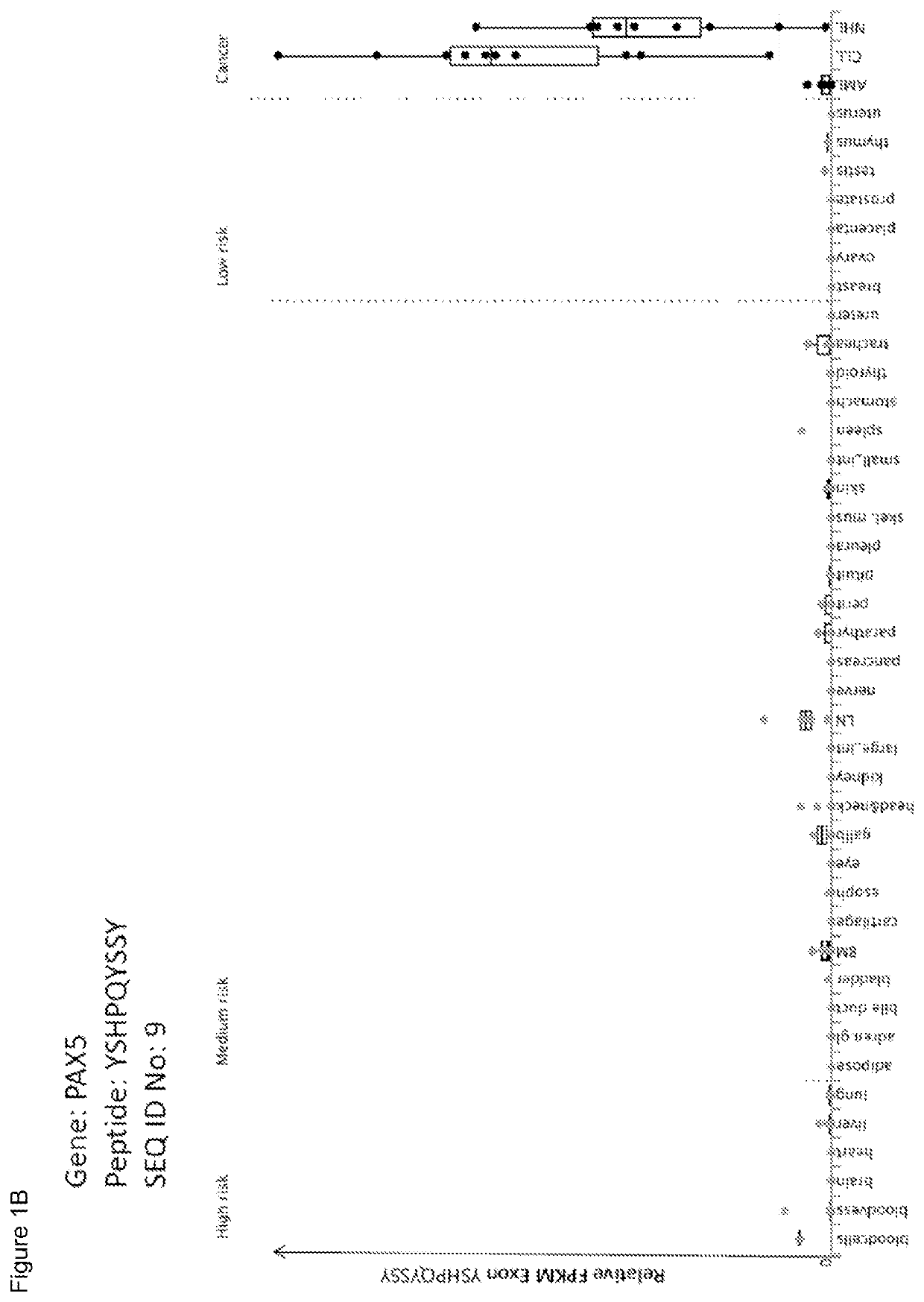 Peptides and combination of peptides for use in immunotherapy against leukemias and other cancers