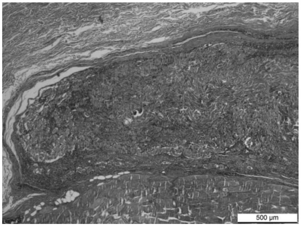 Soft tissue repair material and its preparation method and application