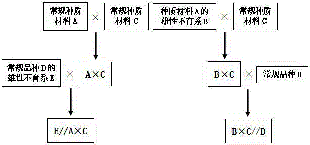 Breeding method of multi-resistance flue-cured tobacco three-way cross varieties