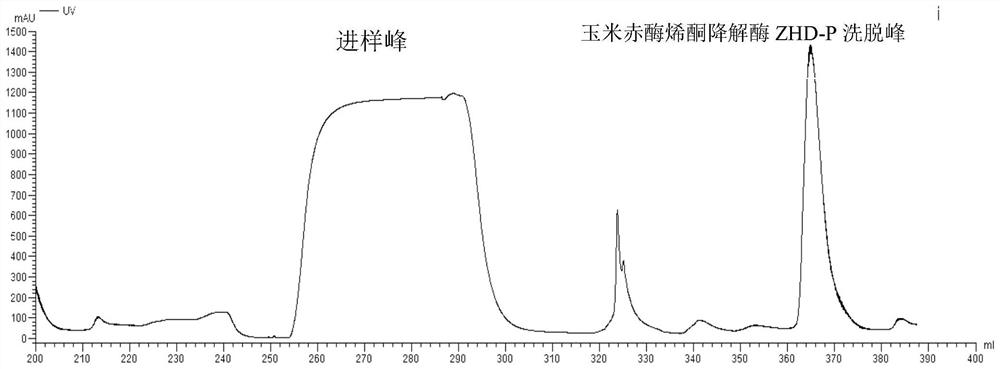 Optimized zearalenone degrading enzyme ZHD-P encoding gene, recombinant thallus, surface display system and application