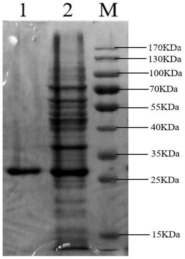 Optimized zearalenone degrading enzyme ZHD-P encoding gene, recombinant thallus, surface display system and application