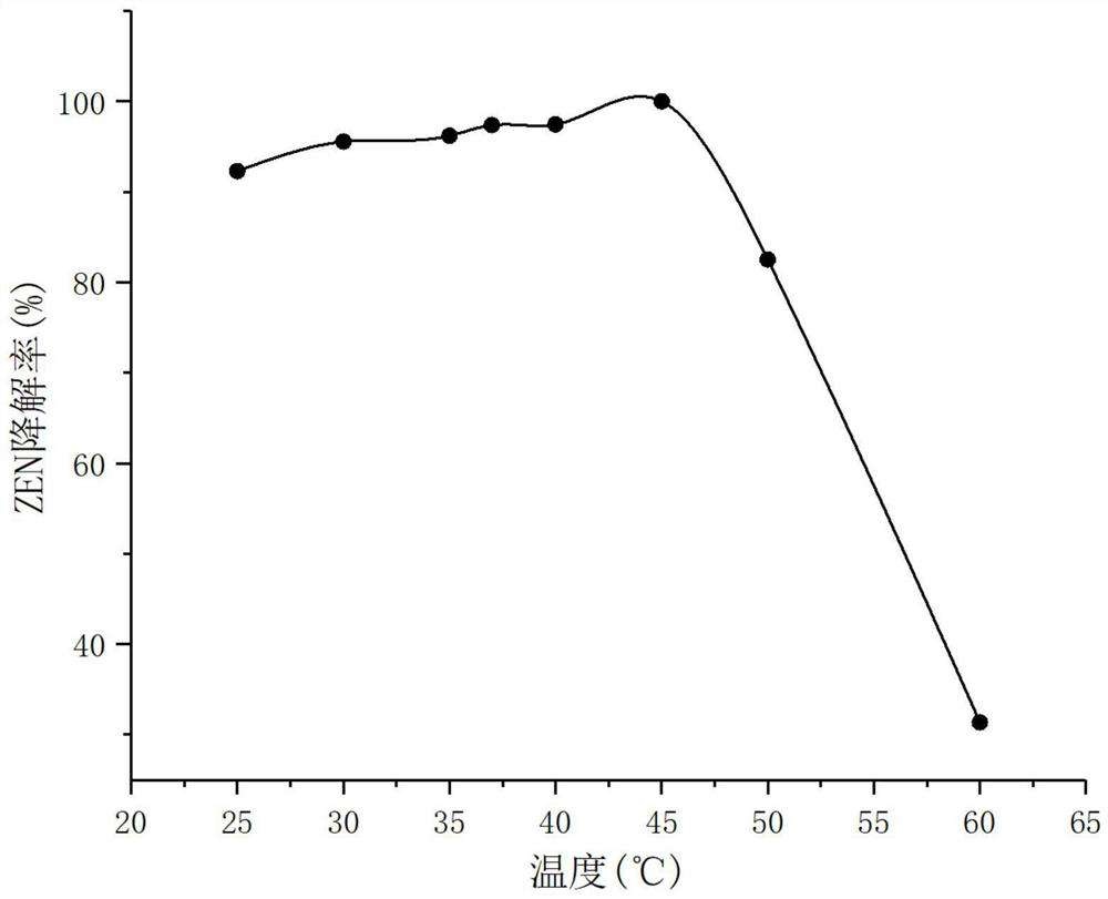 Optimized zearalenone degrading enzyme ZHD-P encoding gene, recombinant thallus, surface display system and application