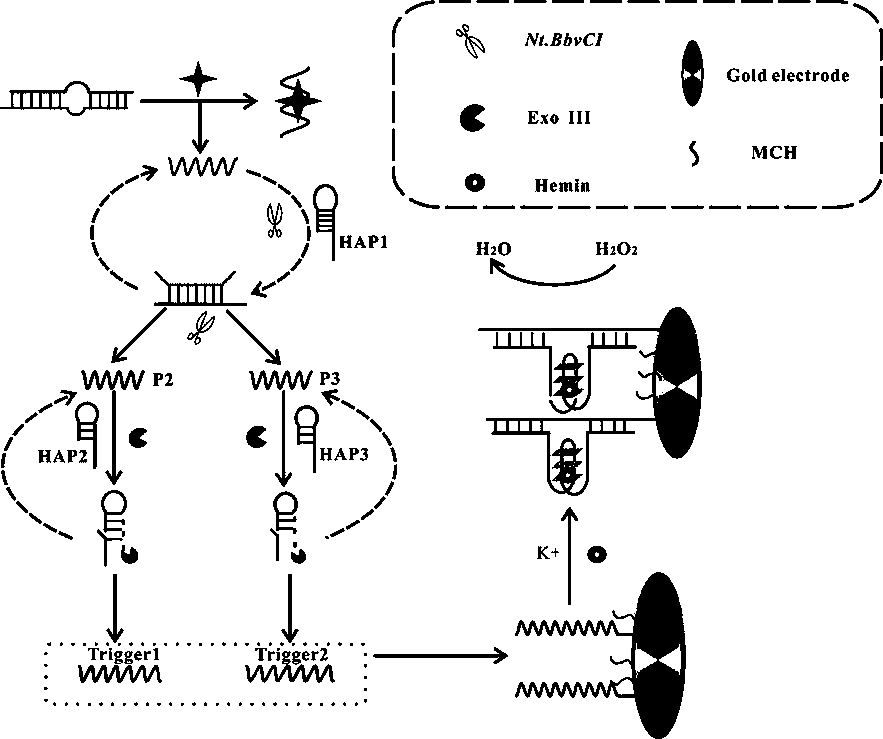 Electrochemical biosensor for detecting kanamycin as well as preparation method and application