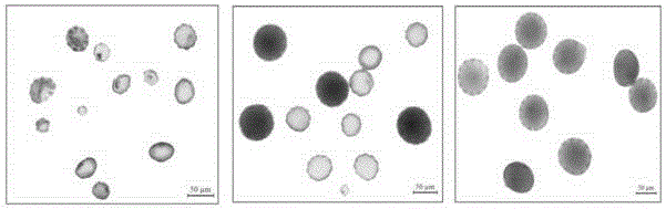 Sesame photoperiod sensitive genic male sterile line and hybrid seed production method thereof