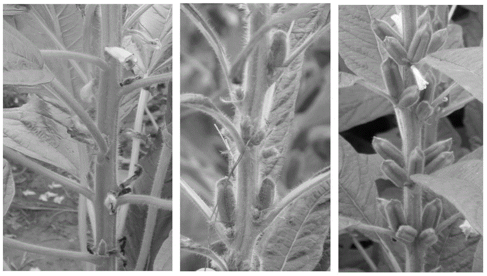 Sesame photoperiod sensitive genic male sterile line and hybrid seed production method thereof