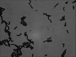 Nitrogen-fixing microorganism G96 as well as bacterium agent preparation method and application thereof