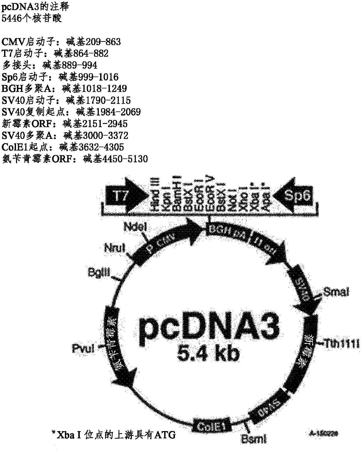 Biomarker for detecting highly pathogenic viral hemorrhagic septicemia virus and diagnostic method