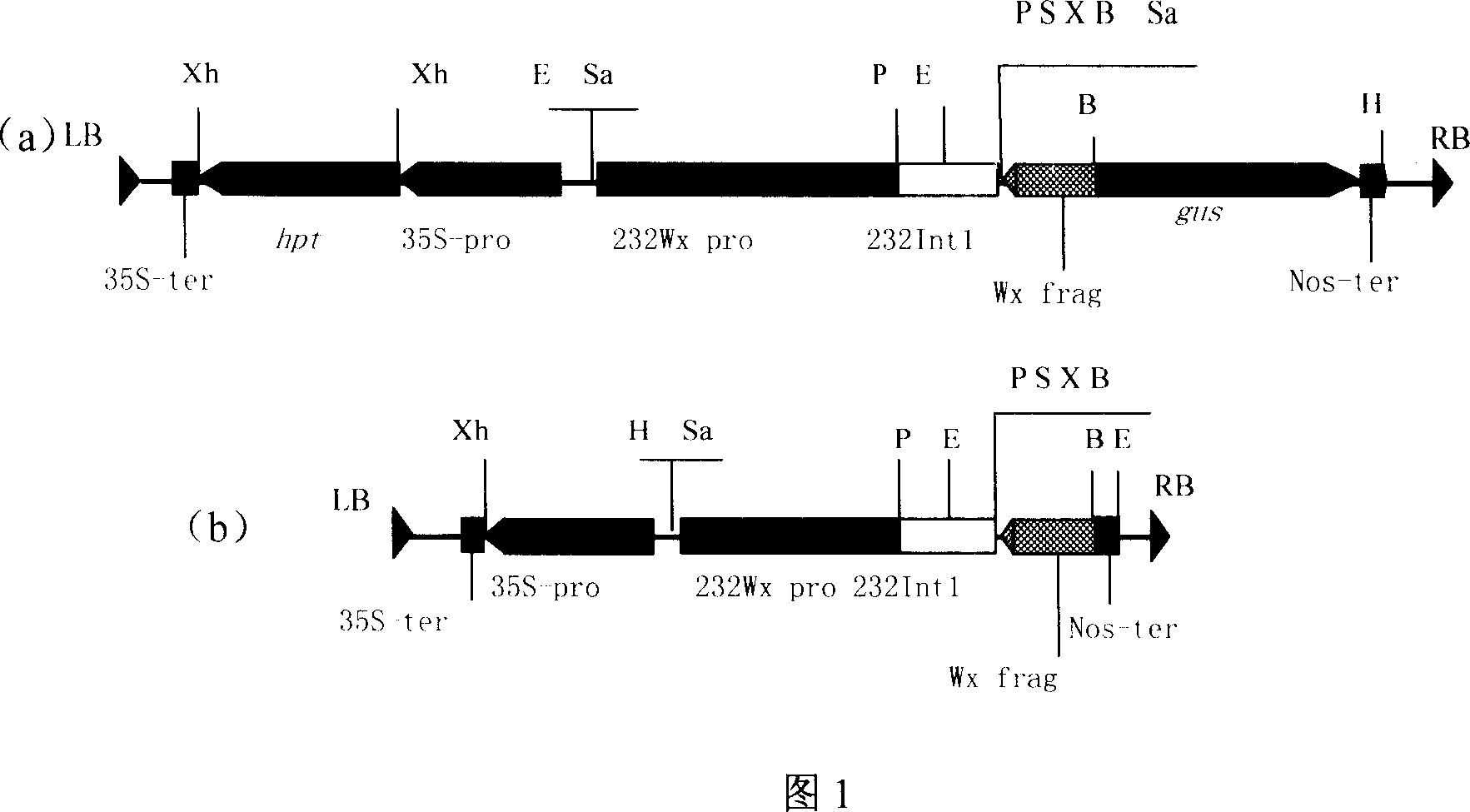 Expression vector of duplicate inverted waxy gene, preparation method, and application