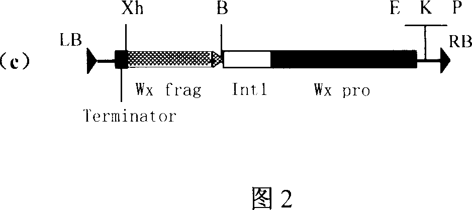 Expression vector of duplicate inverted waxy gene, preparation method, and application