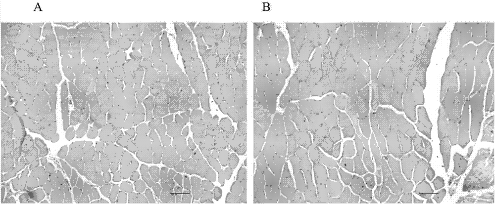 Veterinary enrofloxacin solid lipid nanosuspension and preparation method thereof