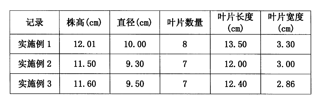 Hydroponic nutrient solution of water spinach