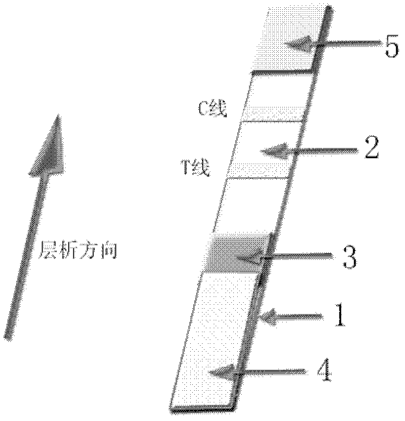 Quantitative detection method of fumonisins B1