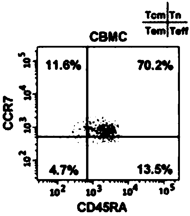 Human Tscm cells and preparation method and application thereof