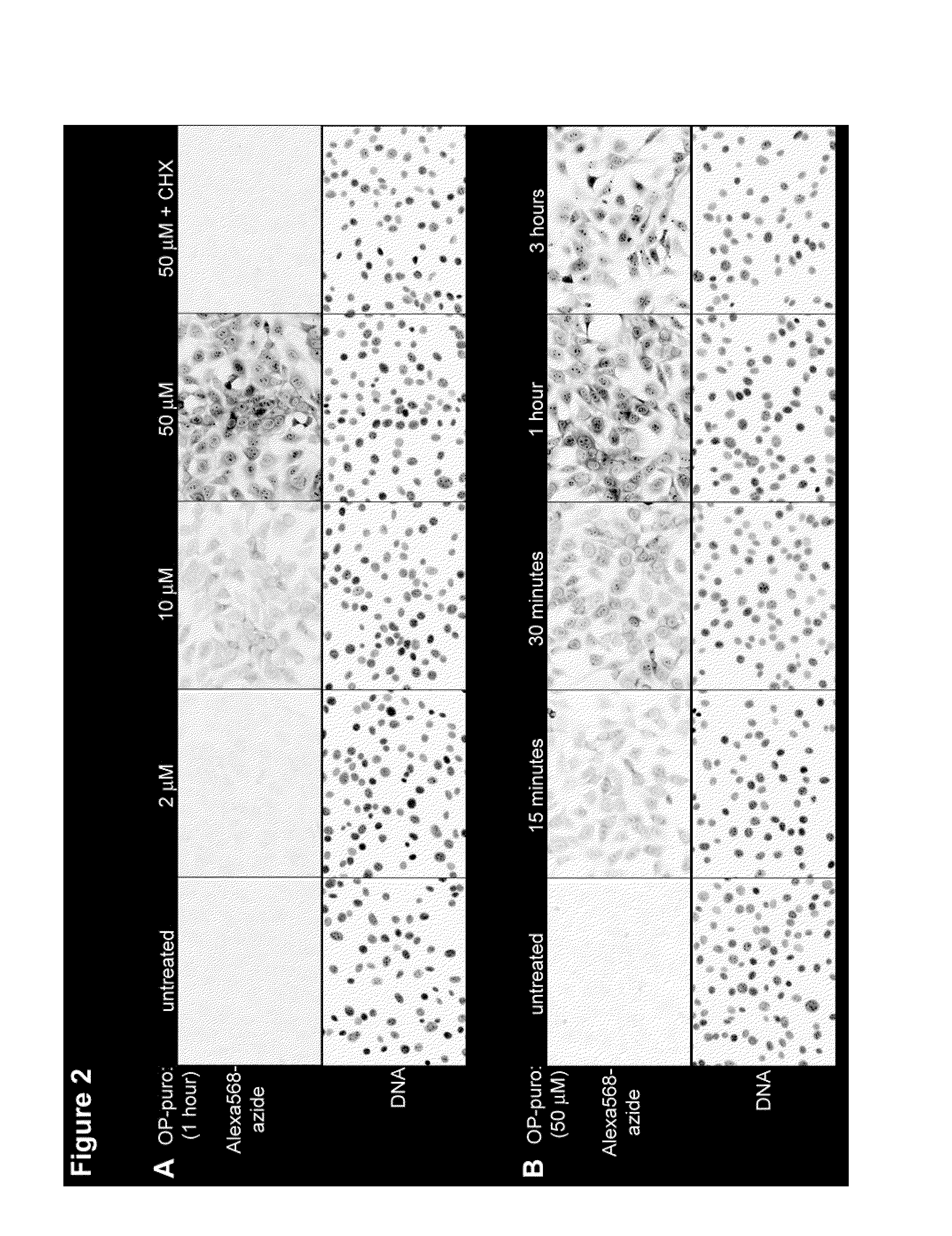 Methods and compositions for labeling polypeptides