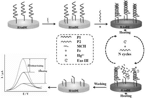 Temperature controllable electrochemical mercury ion sensor and preparation method thereof