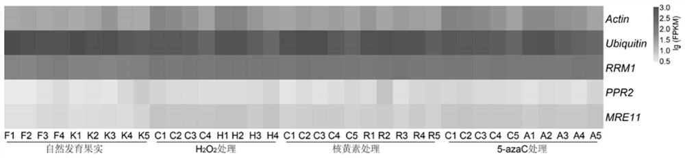 QRT-PCR reference gene of grapes as well as primers and application of qRT-PCR reference gene