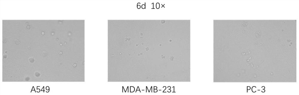 Organoid culture system and organoid culture method