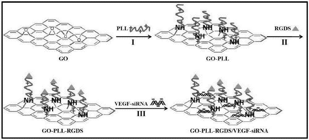 Preparation method, activity and application of GO-PLL-RGDS/VEGF-siRNA targeted gene drug