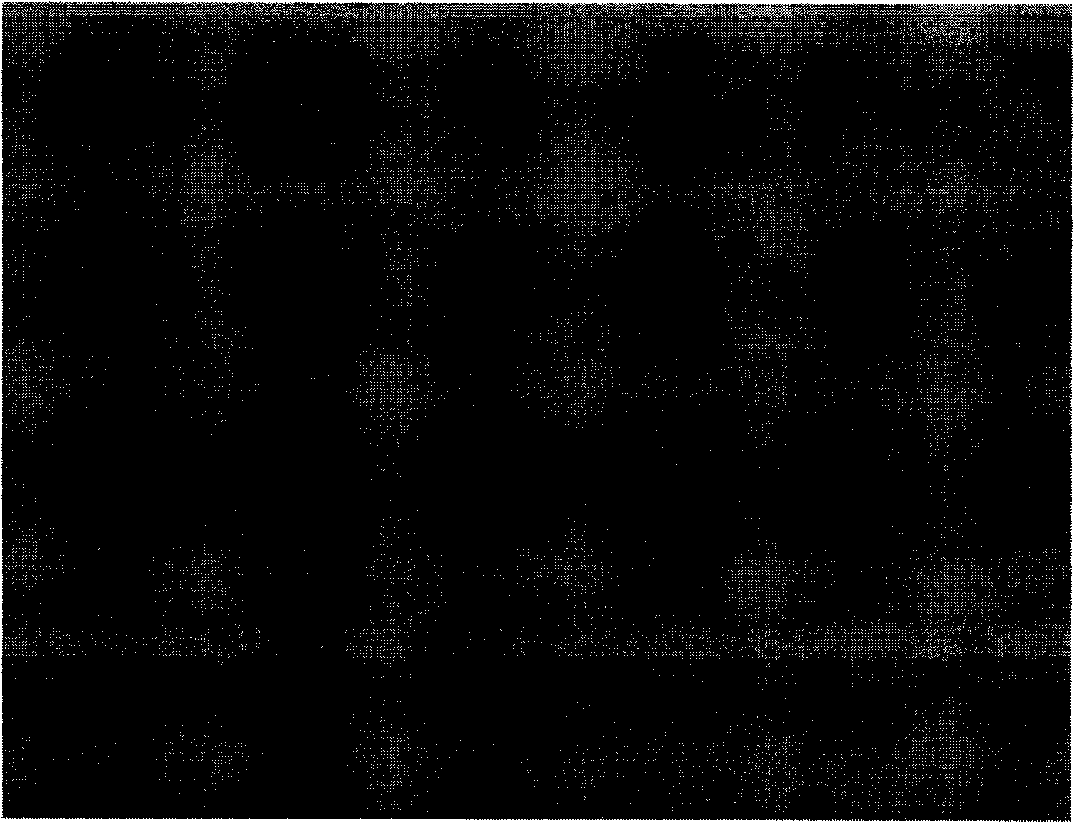 Immuomagnetic bead chromatographic test strip for rapidly detecting chloromycetin and preparation method thereof