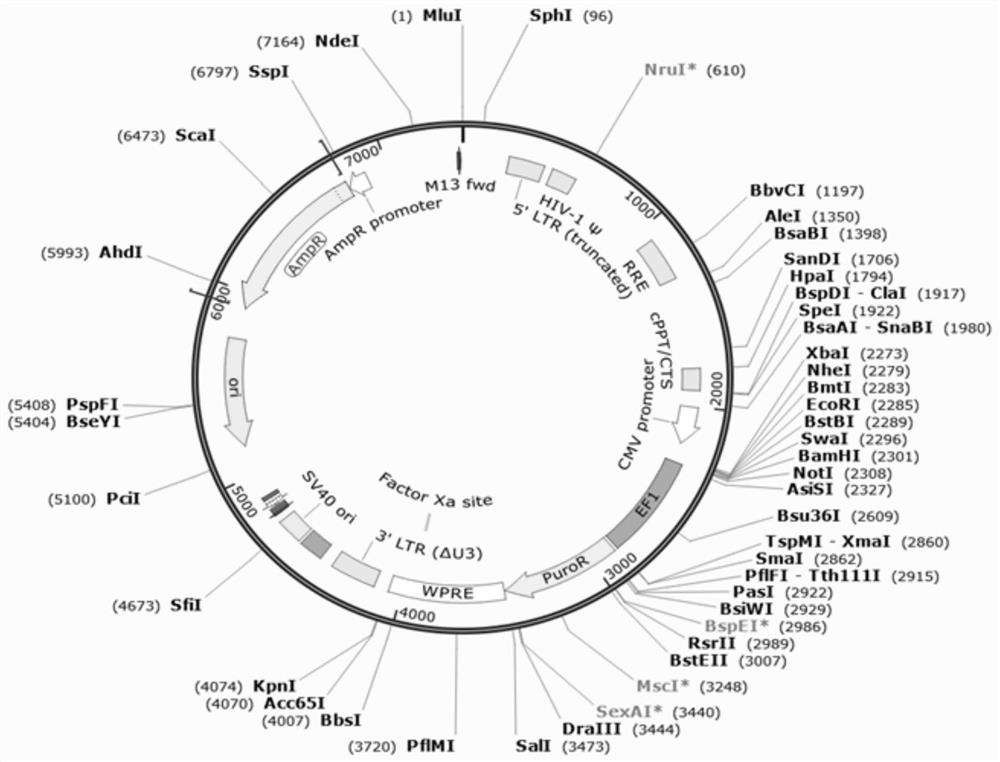 Pseudovirus particle capable of being used for evaluating activity of new coronavirus neutralizing antibody and serving as nucleic acid detection standard substance and preparation method of pseudovirus particle