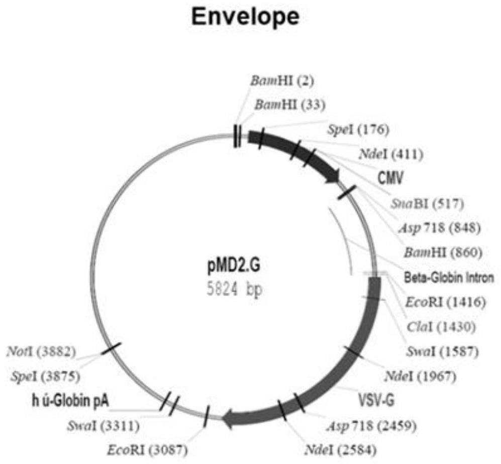 Pseudovirus particle capable of being used for evaluating activity of new coronavirus neutralizing antibody and serving as nucleic acid detection standard substance and preparation method of pseudovirus particle