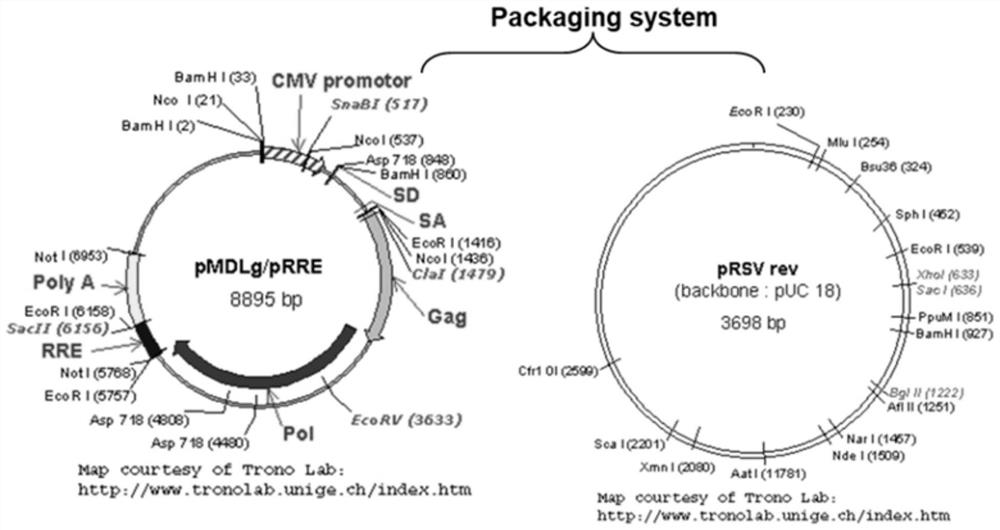 Pseudovirus particle capable of being used for evaluating activity of new coronavirus neutralizing antibody and serving as nucleic acid detection standard substance and preparation method of pseudovirus particle