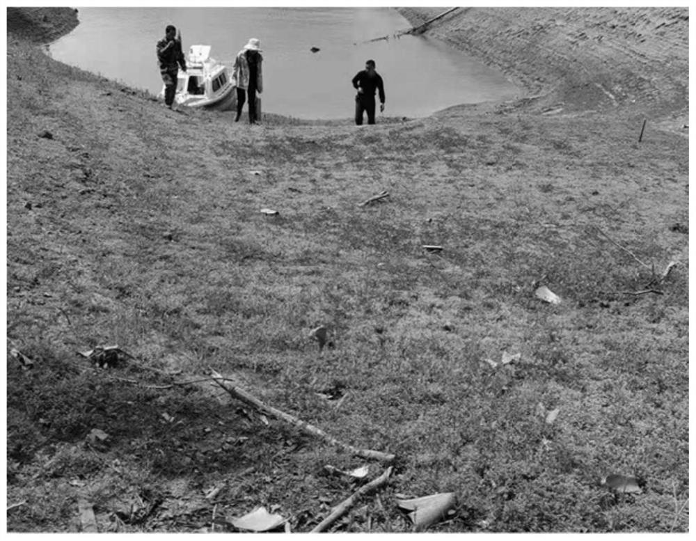 Reservoir pond hydro-fluctuation belt ground cover recovery method based on coriander chrysanthemum