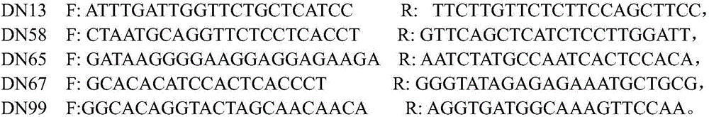 EST-SSR primer group for identifying dendrobium officinale Kimura et migo and dendrobium falconeri hook, preparation method of EST-SSR primer group and application of EST-SSR primer group in species identification