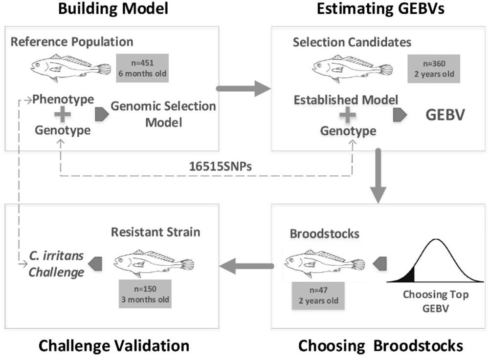 Breeding method of large yellow croaker resistant to irritating Cryptocaryoniasis based on genome-wide selection