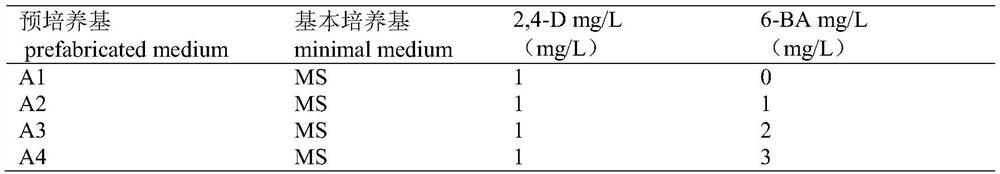 Brassica rapa regeneration system establishment and anther culture method