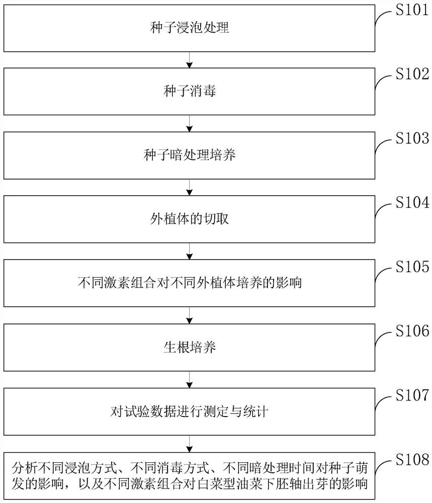 Brassica rapa regeneration system establishment and anther culture method