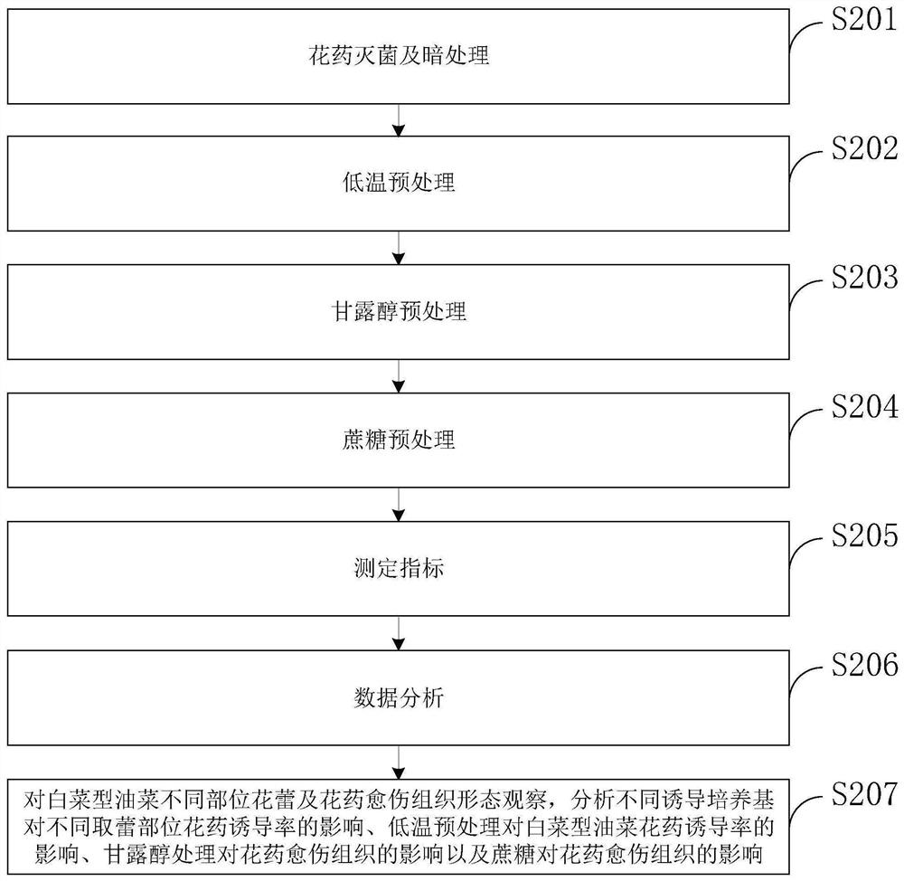 Brassica rapa regeneration system establishment and anther culture method