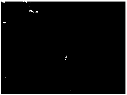 Method for repairing arsenic pollution soil by nano zero-valent iron and bacteria