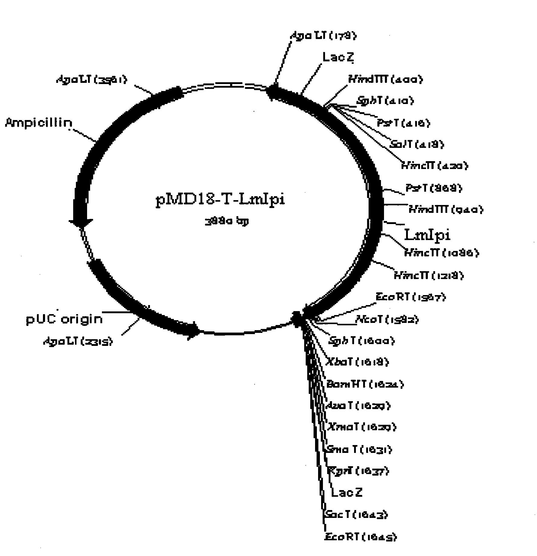 Lycium chinese Miller isopentenyl pyrophosphate isomerase (LmIpi) gene, recombinant vector comprising gene, host cell comprising gene, and application of gene