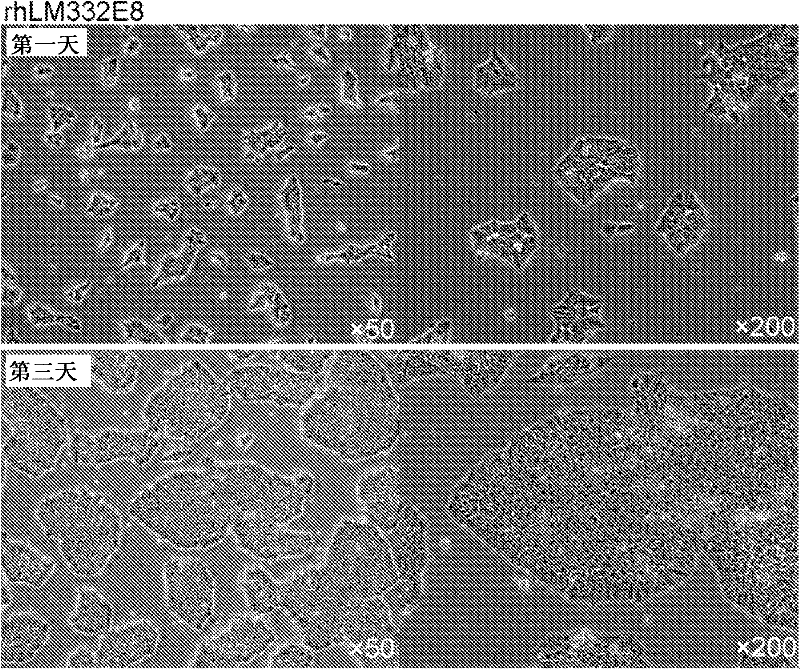 Culture substratum for human pluripotent stem cells, and use thereof