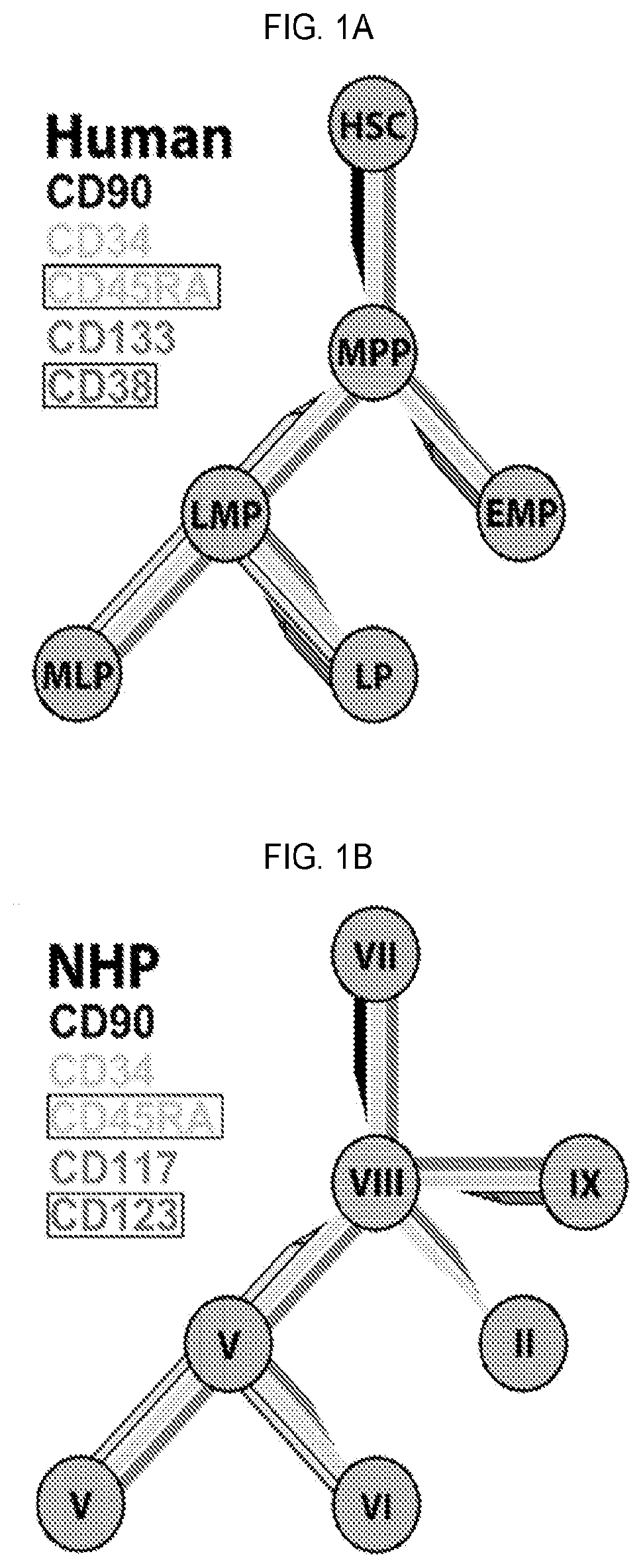 Strategies to assess and/or produce cell populations with predictive engraftment potential