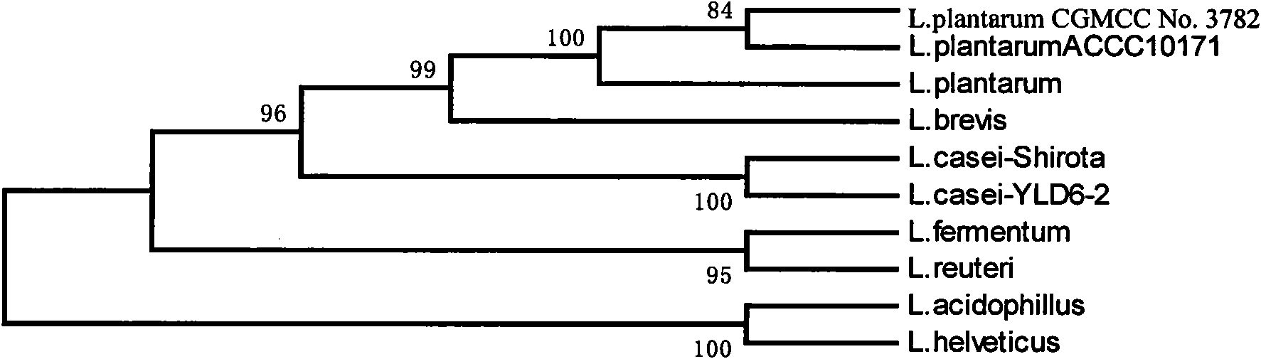 Lactobacillus plantarum strain and application thereof