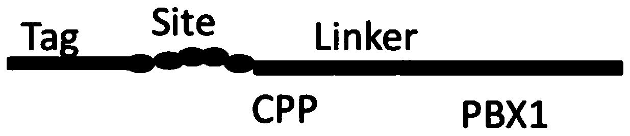 Cell-penetrating peptide-pre-B cell leukemia transcription factor 1 fusion protein and preparation method and application thereof