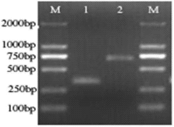 Primer and method for identifying pseudosciaena crocea of daiqu species and min-yuedong species