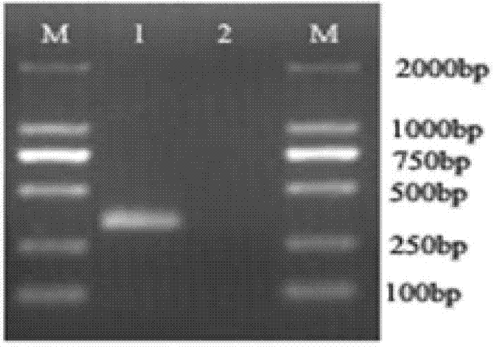 Primer and method for identifying pseudosciaena crocea of daiqu species and min-yuedong species