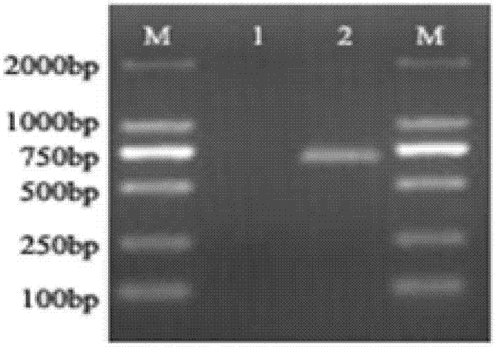 Primer and method for identifying pseudosciaena crocea of daiqu species and min-yuedong species