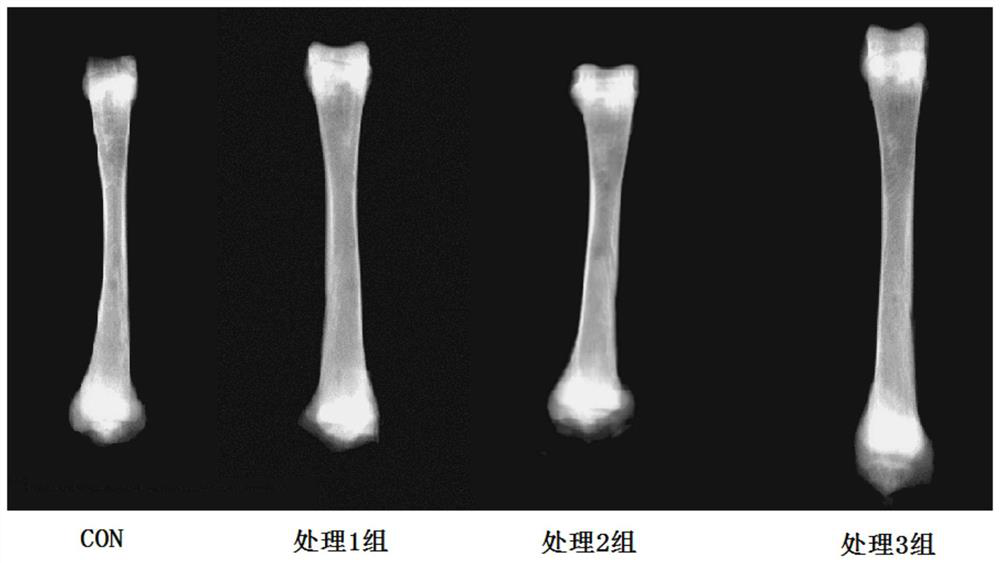 Composition for improving quality of bones and meat of livestock and poultry